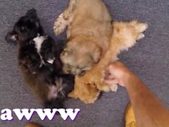 XXX piyon - Valerie Beyaz Bizim Dükkanı içine Puppies Getiriyor Things Garip alın