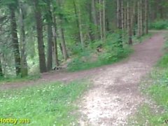 Ein ausflug im Wald